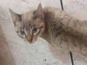 Gato raça Sem raça idade 2 a 6 meses nome Sem nome