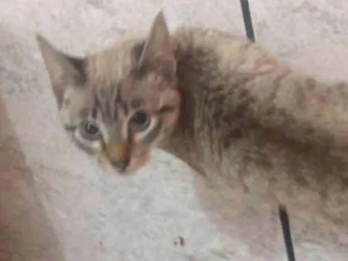 Gato ra a Sem raça idade 2 a 6 meses nome Sem nome