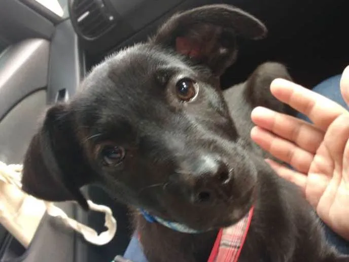 Cachorro ra a Srd idade 2 a 6 meses nome Billy - ZN SP