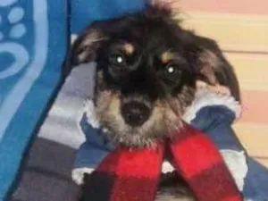 Cachorro raça Srd idade 2 a 6 meses nome Volverine