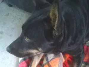 Cachorro raça Mestiça de Pastor idade 5 anos nome Pitucha