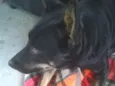 Pitucha