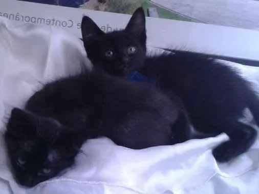 Gato ra a SRD idade 2 a 6 meses nome Jhon e Jack