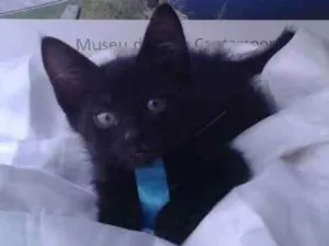 Gato raça SRD idade 2 a 6 meses nome Jhon e Jack