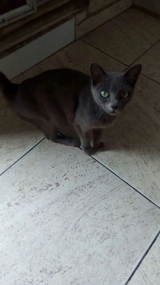 Gato ra a Vira-lata idade Abaixo de 2 meses nome Não tem nome ainda