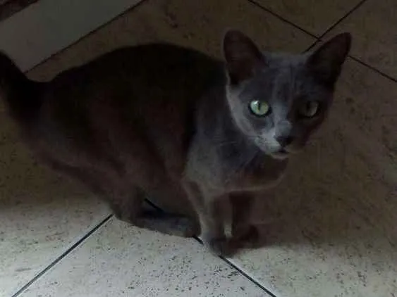 Gato ra a Vira-lata idade Abaixo de 2 meses nome Não tem nome ainda