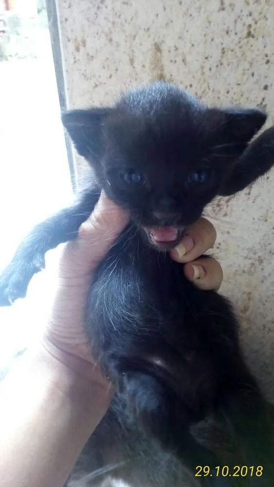 Gato ra a Vira-lata idade Abaixo de 2 meses nome Não tem nome ainda