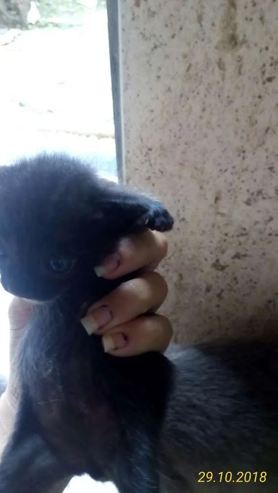 Gato ra a Vira-lata idade Abaixo de 2 meses nome Não tem nome ainda