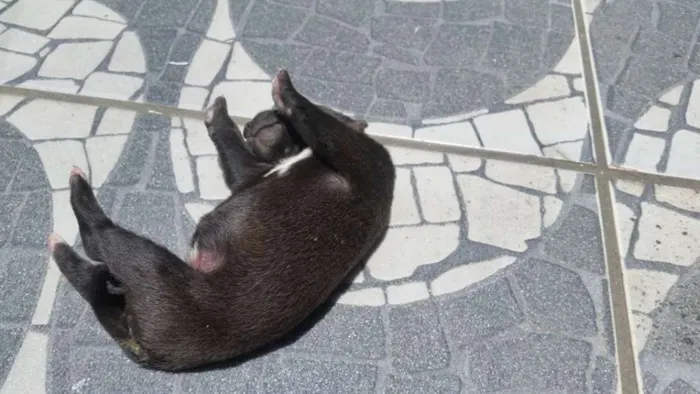 Cachorro raça Sem raça idade Abaixo de 2 meses nome Sem nome