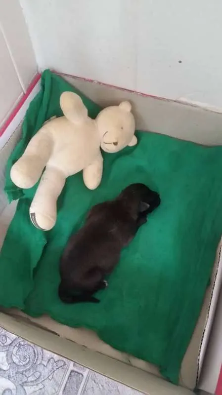 Cachorro raça Sem raça idade Abaixo de 2 meses nome Sem nome