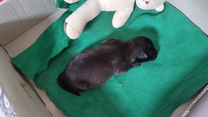 Cachorro raça Sem raça idade Abaixo de 2 meses nome Sem nome