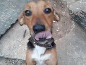 Cachorro raça Vira lata idade 2 anos nome Princesa