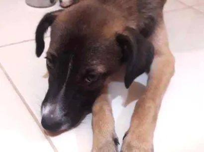 Cachorro raça Sem raça definida idade 2 a 6 meses nome Shakira