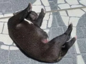 Cachorro raça Sem raça idade Abaixo de 2 meses nome Sem nome