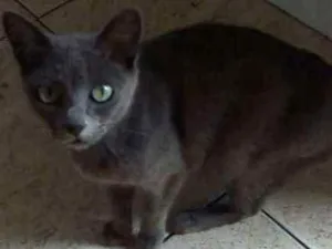 Gato raça Vira-lata idade Abaixo de 2 meses nome Não tem nome ainda