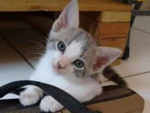 Gato raça RND idade Abaixo de 2 meses nome Sem nome