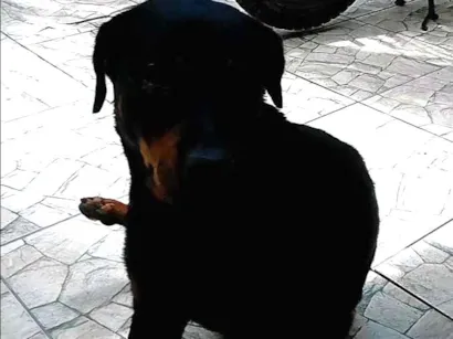 Cachorro raça Rottweiler idade 3 anos nome Pérola