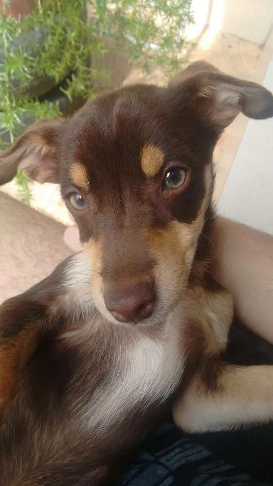 Cachorro ra a Vira-Lata idade 7 a 11 meses nome Lôlo
