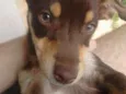 Lôlo