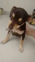 Lola