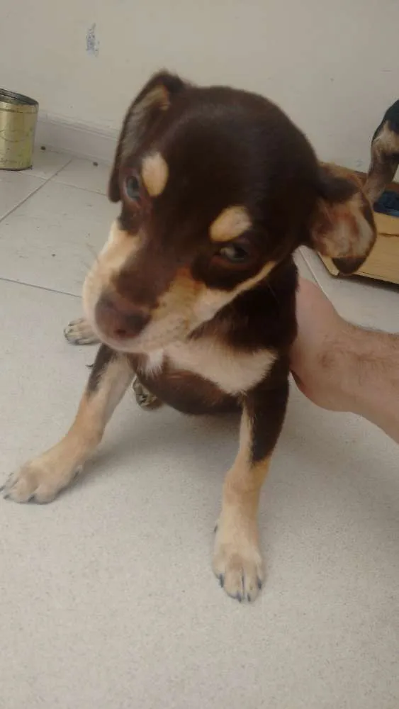 Cachorro ra a Vira-Lata idade 7 a 11 meses nome Lola