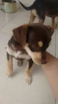 Lola