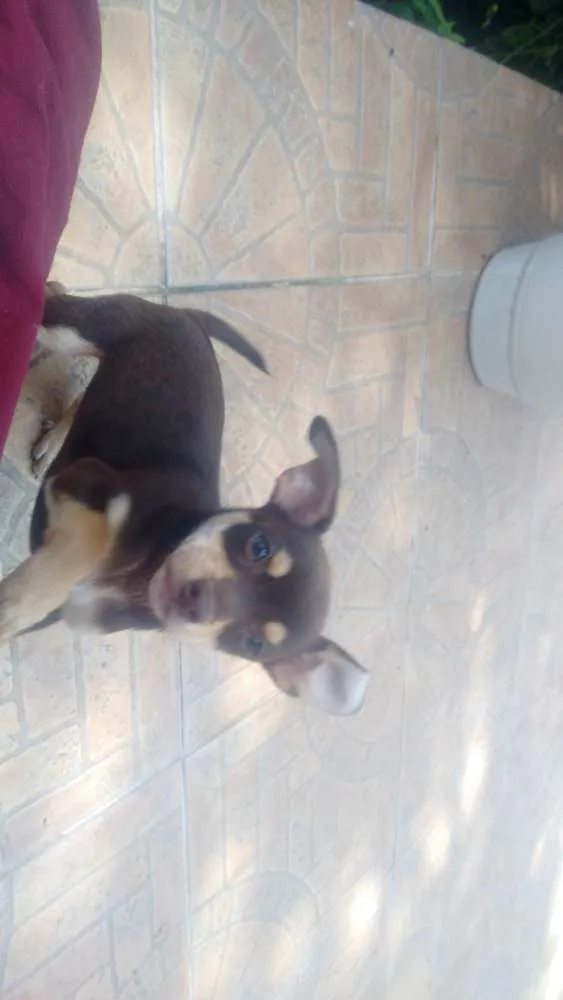 Cachorro ra a Vira-Lata idade 7 a 11 meses nome Lola