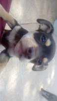 Lola
