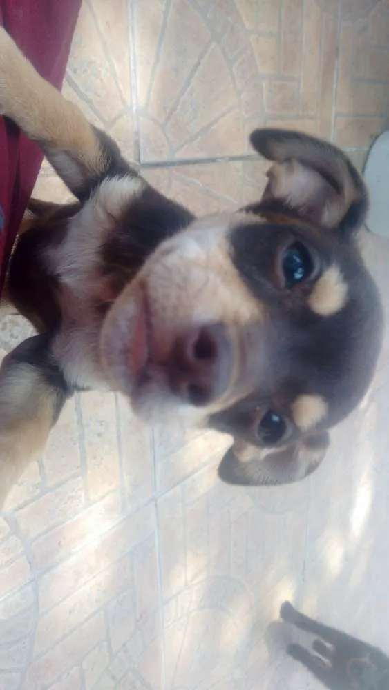 Cachorro ra a Vira-Lata idade 7 a 11 meses nome Lola