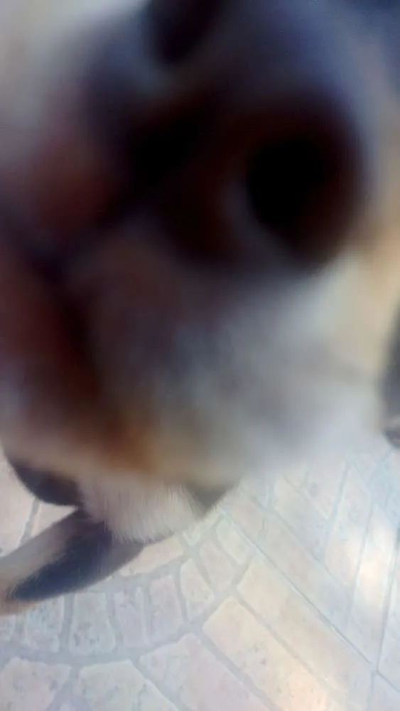 Cachorro ra a Vira-Lata idade 7 a 11 meses nome Lola