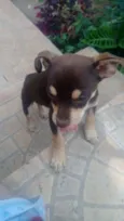 Lola