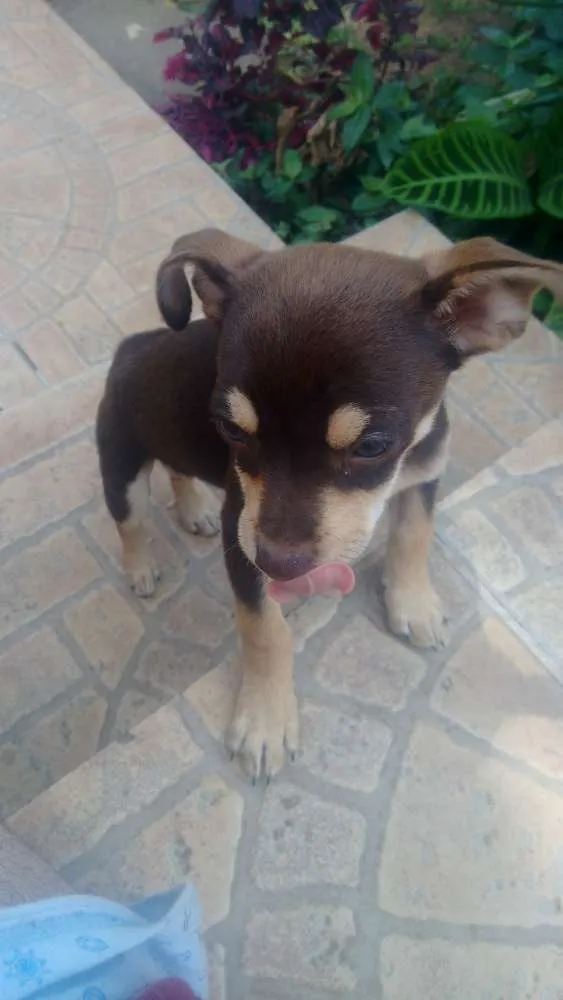 Cachorro ra a Vira-Lata idade 7 a 11 meses nome Lola