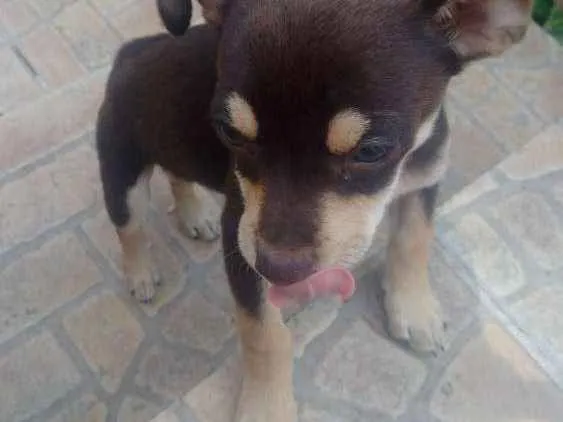 Cachorro ra a Vira-Lata idade 7 a 11 meses nome Lola