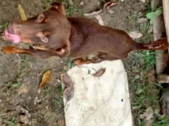 Cachorro ra a Vira Lata idade 3 anos nome Piter