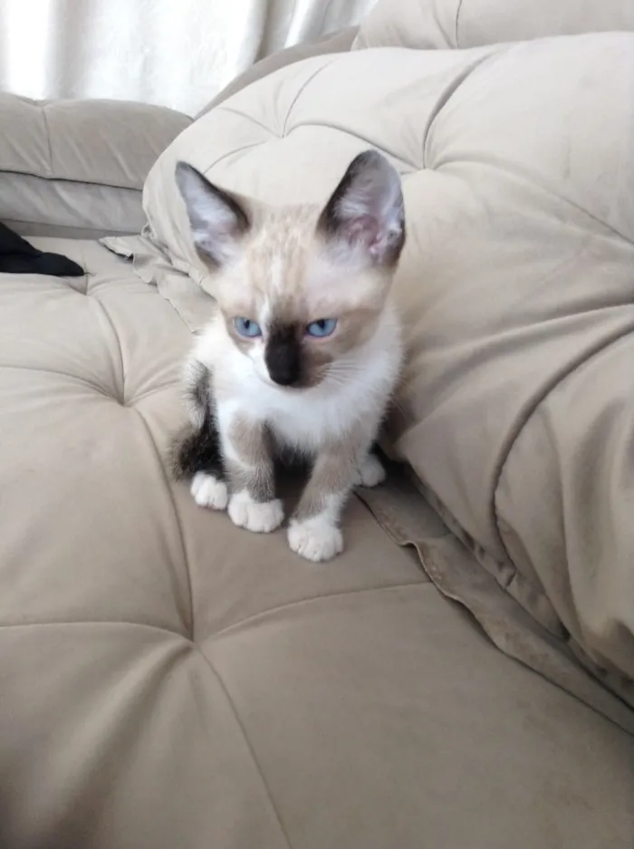 Gato ra a  idade 2 a 6 meses nome Sem nome