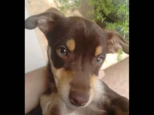 Cachorro raça Vira-Lata idade 7 a 11 meses nome Lôlo