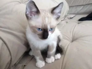 Gato raça  idade 2 a 6 meses nome Sem nome