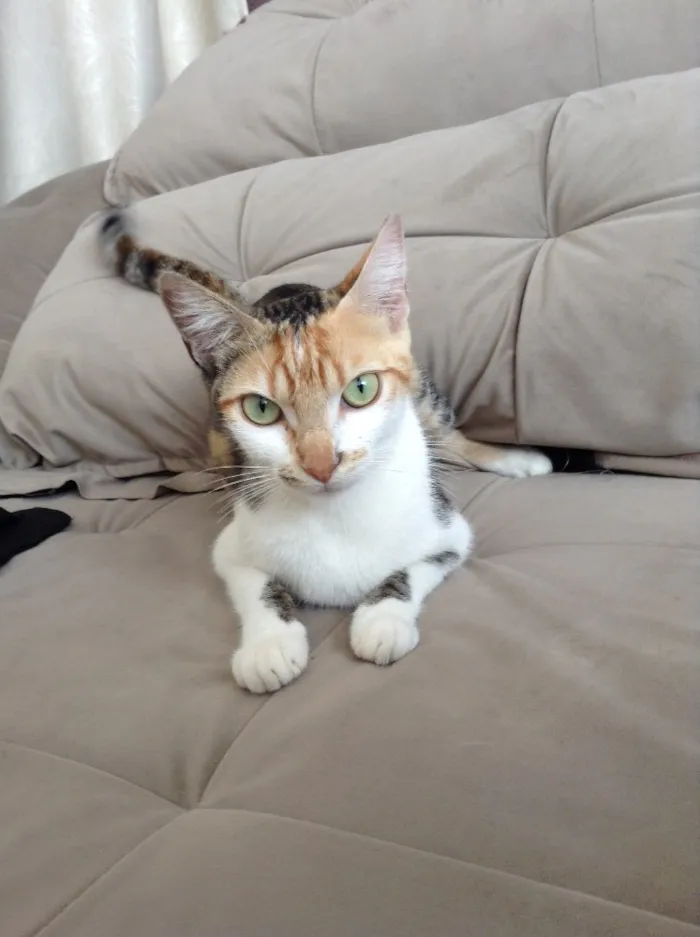 Gato ra a  idade 2 anos nome Sophia