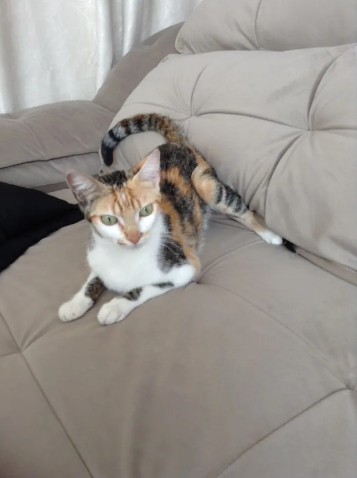 Gato ra a  idade 2 anos nome Sophia