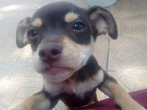 Cachorro raça Vira-Lata idade 7 a 11 meses nome Lola