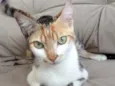 Sophia