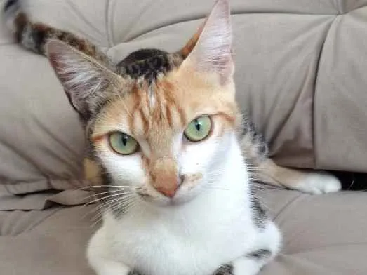 Gato ra a  idade 2 anos nome Sophia