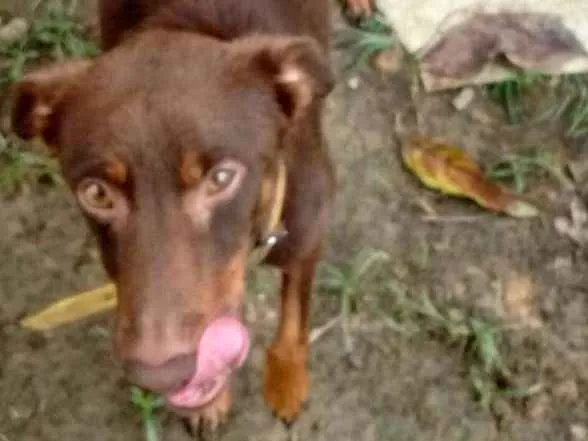 Cachorro ra a Vira Lata idade 3 anos nome Piter