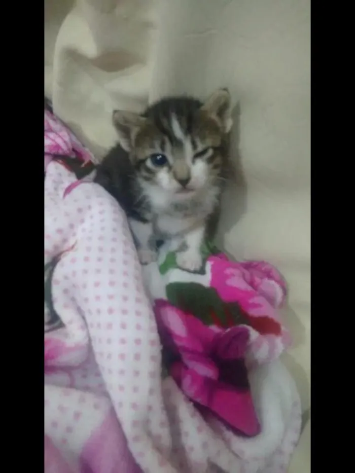 Gato ra a  idade 2 a 6 meses nome Alice