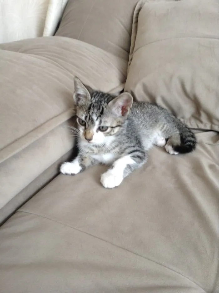 Gato ra a  idade 2 a 6 meses nome Alice