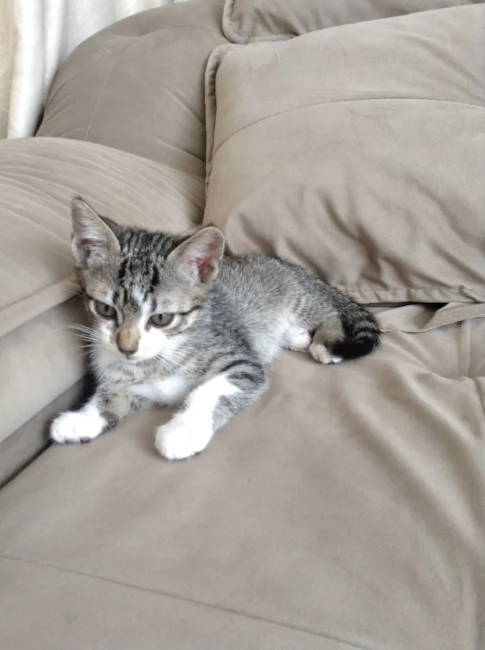 Gato ra a  idade 2 a 6 meses nome Alice