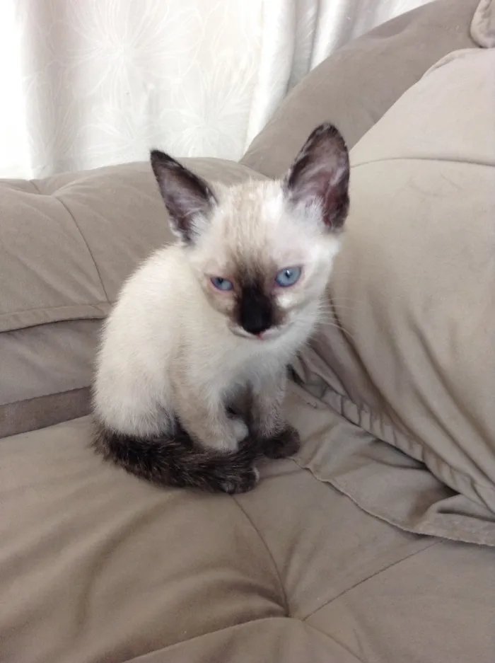 Gato ra a  idade 2 a 6 meses nome Não tem