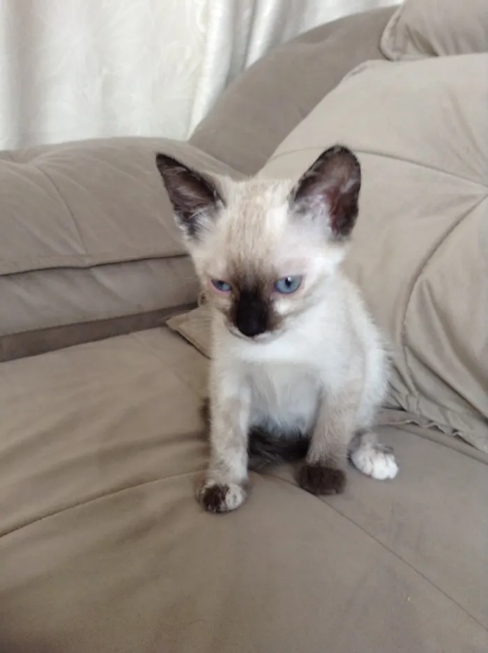 Gato ra a  idade 2 a 6 meses nome Não tem