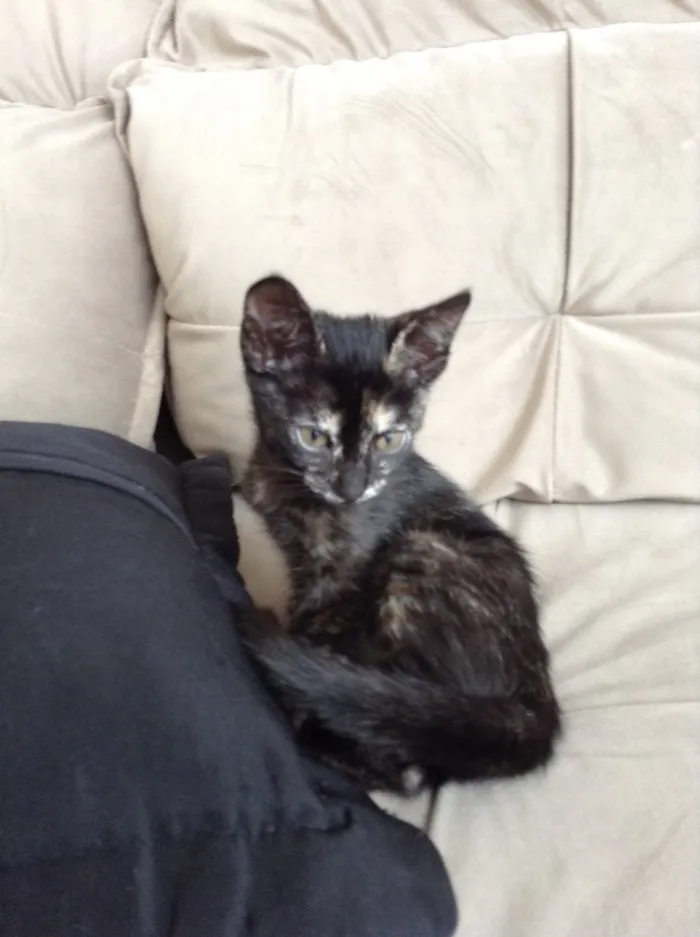 Gato ra a  idade 2 a 6 meses nome Nao tem