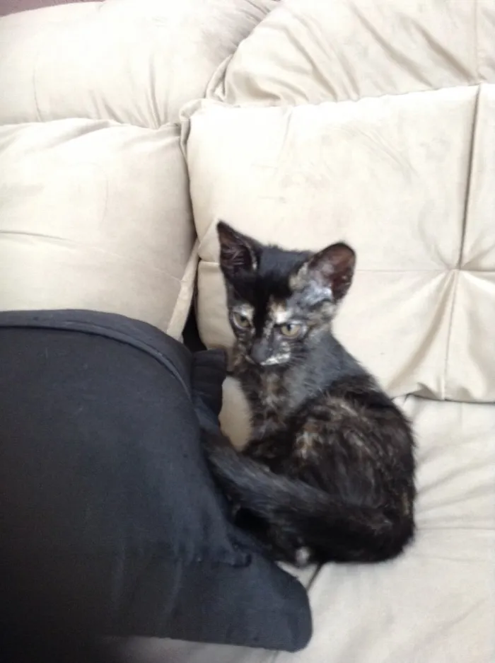 Gato ra a  idade 2 a 6 meses nome Nao tem